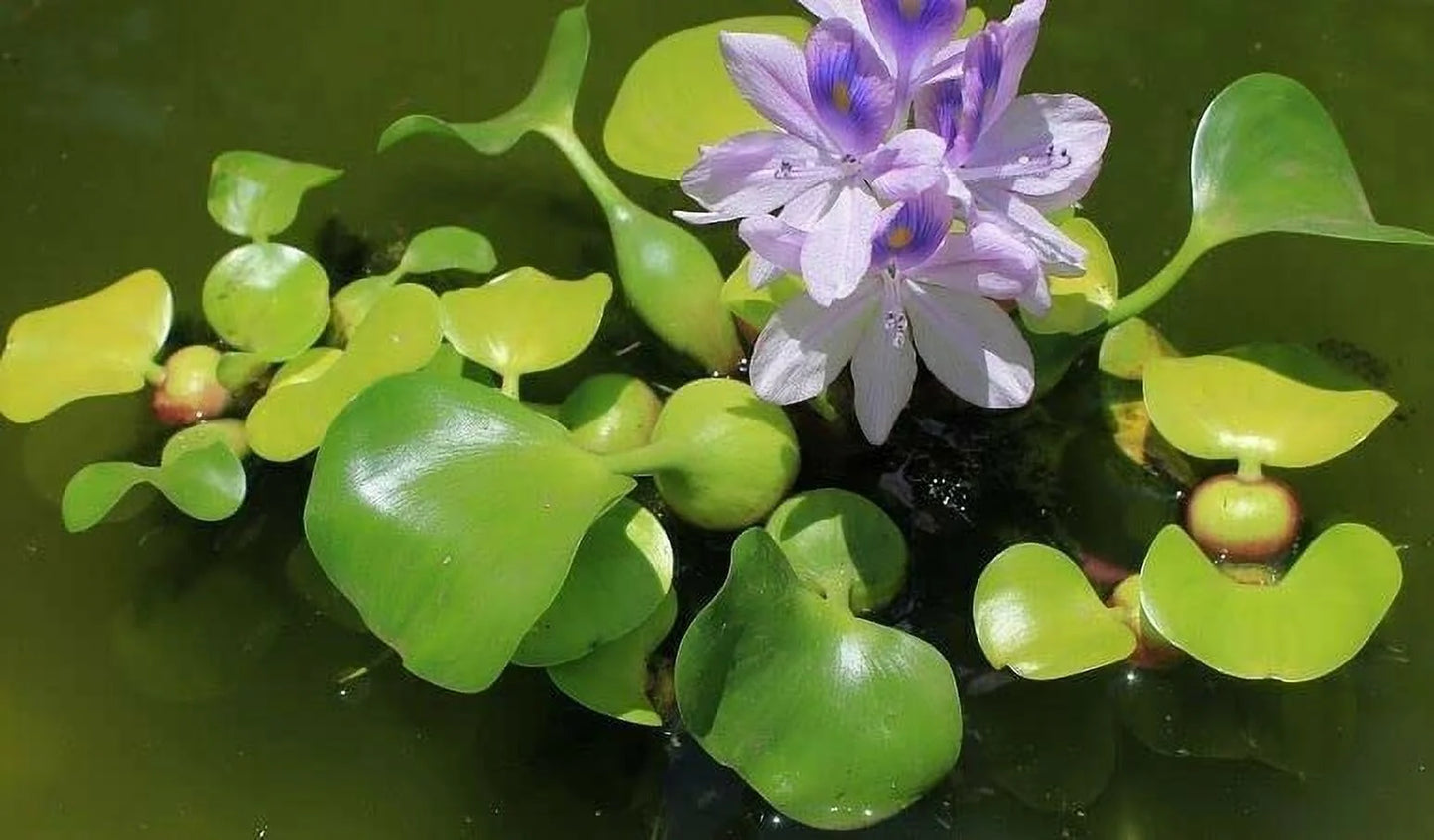 5 Liquid Hyancinth - Floating Liquid Garden Pond Plant