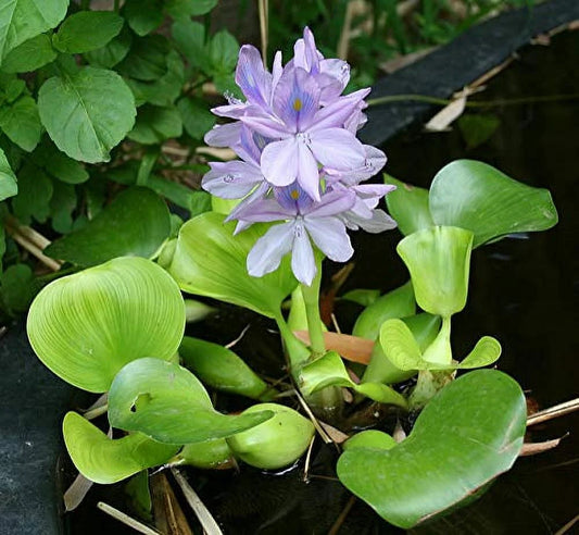 5 Liquid Hyancinth - Floating Liquid Garden Pond Plant